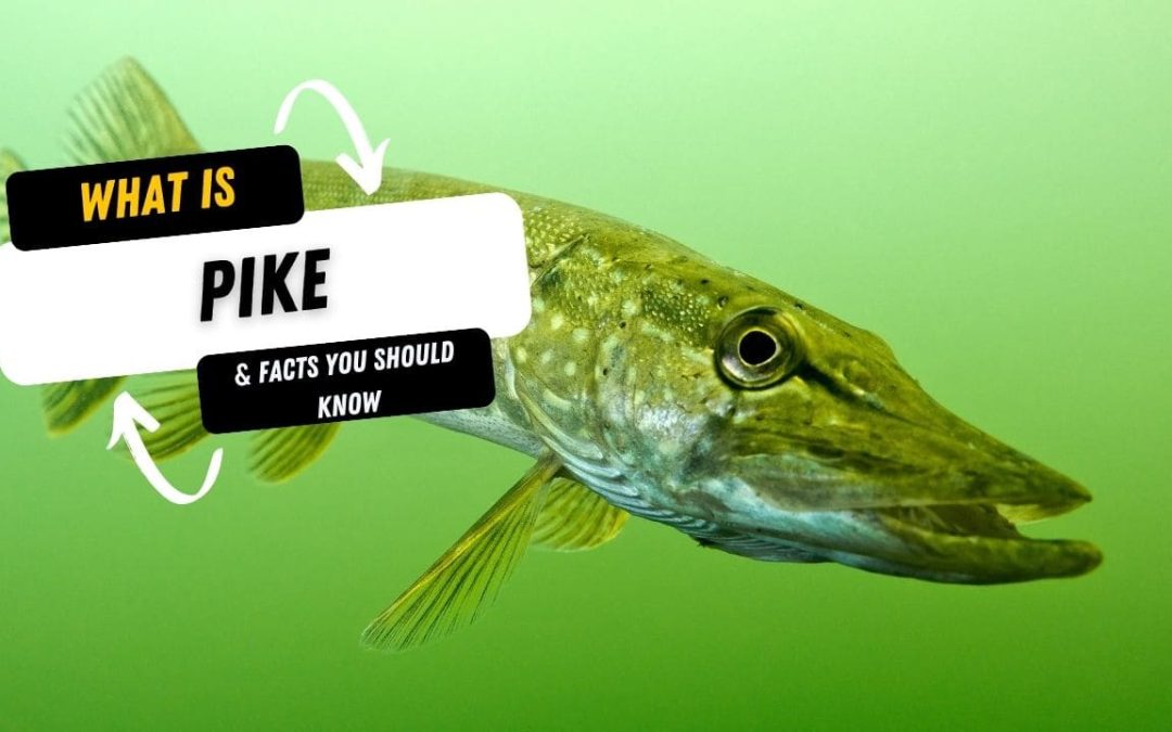 What Is A Pike And 10 Facts You Should Know