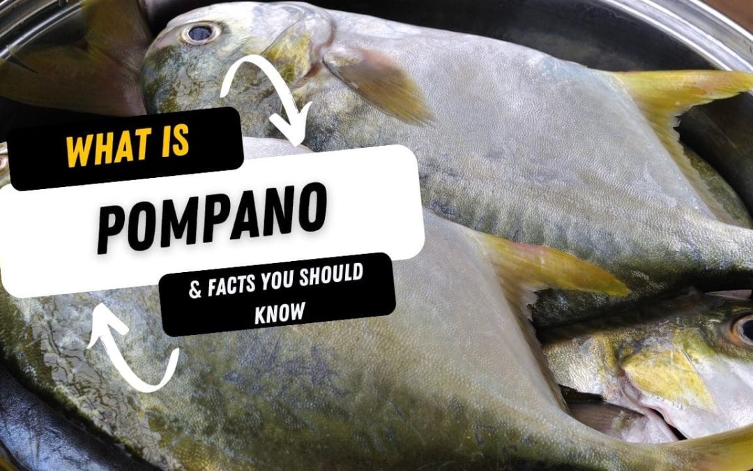 What Is A Pompano And 10 Facts You Should Know