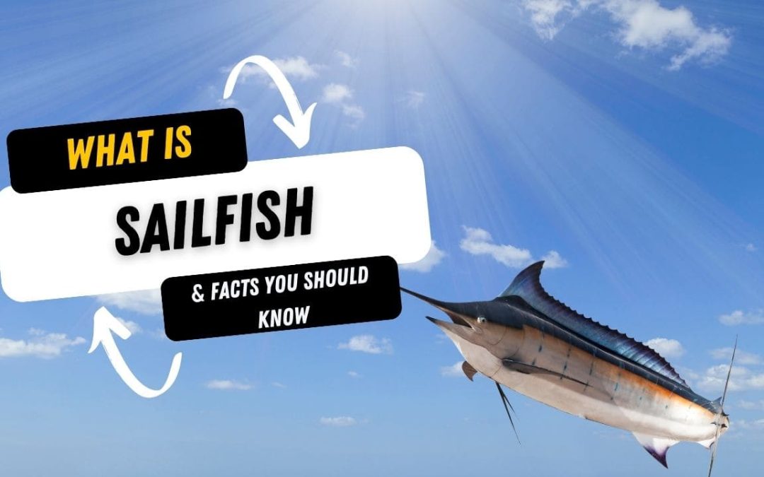 What Is A Sailfish And 15 Facts You Should Know