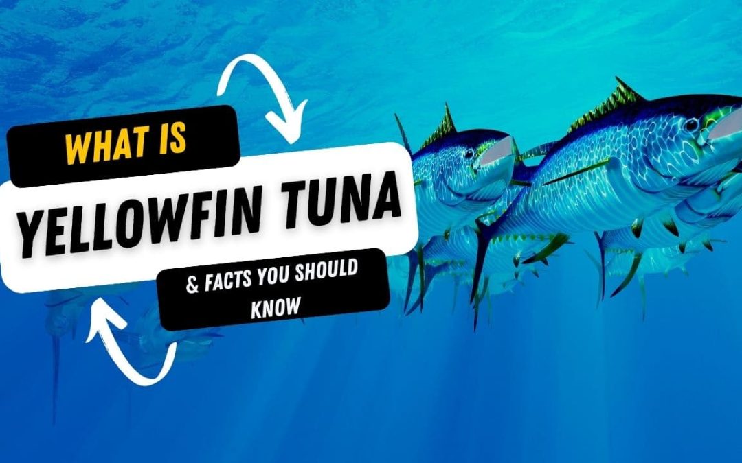What Is A Yellowfin Tuna And 10 Facts You Should Know