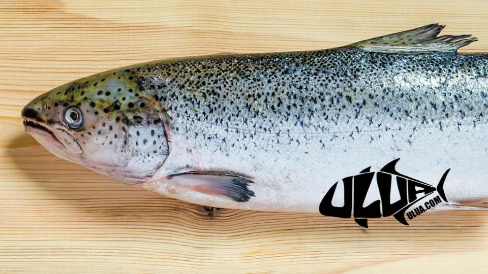 Atlantic Salmon Fishing Tips and Techniques for Success
