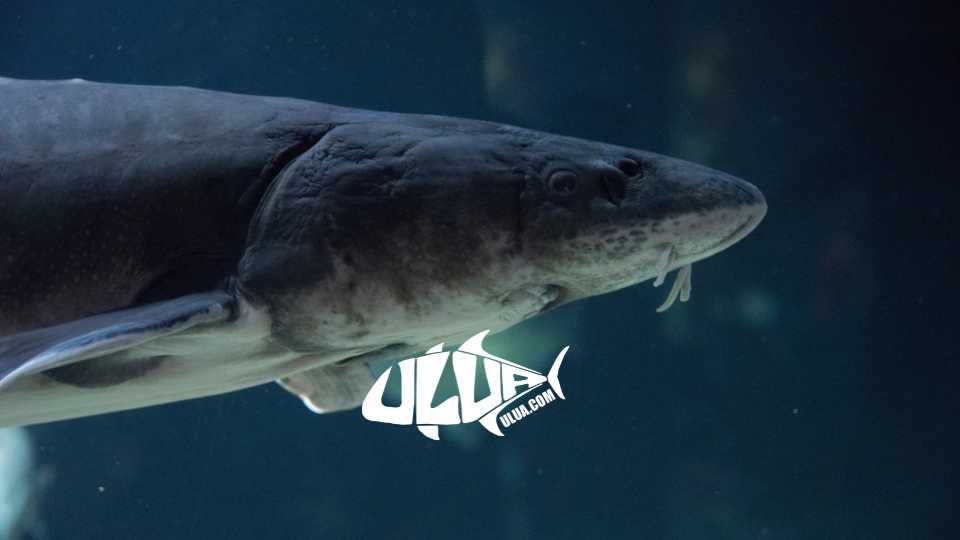 Sturgeon Fishing Guide