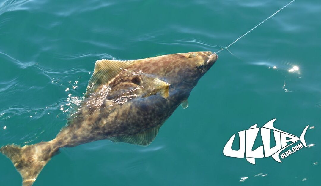 Fishing Halibut: Master the Fish with Top Halibut Fishing Tips and Alaska Rig Techniques